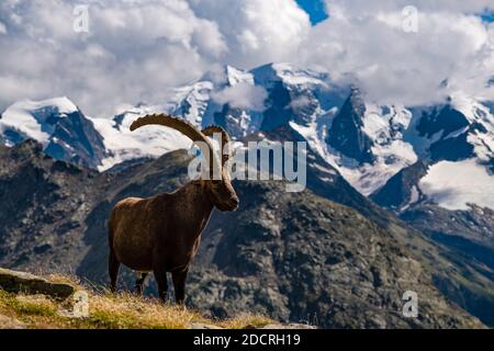 Ein männlicher Steinbock (Capra Steinbock), der auf den Weiden im Piz Languard-Gebiet steht, der Gipfel des Piz Palü, teilweise mit Wolken bedeckt, in der Ferne. Stockfoto