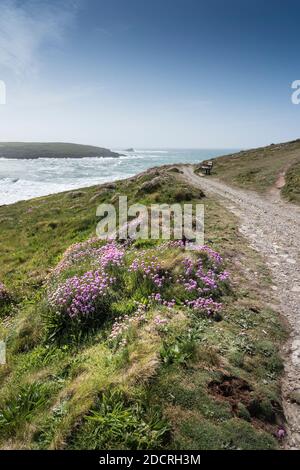 Armeria maritima Seegrasant wächst auf dem zerklüfteten Pentire Point East in Nequay in Cornwall. Stockfoto