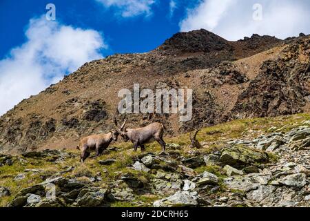 Zwei männliche Steinböcke (Capra ibex) kämpfen auf den Weiden im Piz Languard Gebiet. Stockfoto