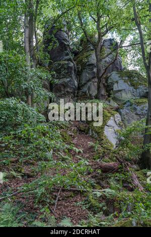 Blick auf eine bewachsene Felswand in einem Wald im Sommer. Stockfoto