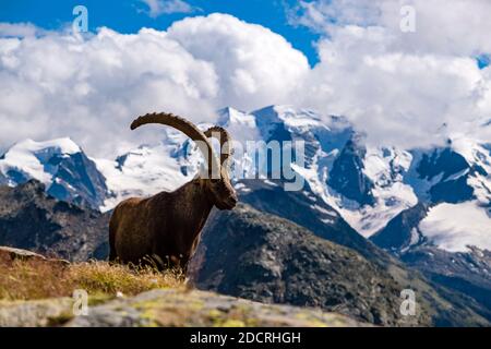 Ein männlicher Steinbock (Capra Steinbock), der auf den Weiden im Piz Languard-Gebiet steht, der Gipfel des Piz Palü, teilweise mit Wolken bedeckt, in der Ferne. Stockfoto