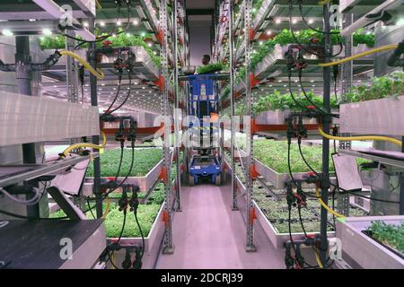 GROSSBRITANNIEN /London / Urban Farms / Farmer Schneiden und ernten Salat auf aquaponischer, vertikaler urbaner Farm. Stockfoto