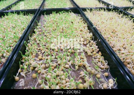 GROSSBRITANNIEN /London / Urban Farms / Erbsenausläufer / Stockfoto