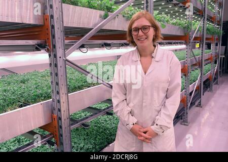 GROSSBRITANNIEN /London / Frau Wissenschaft auf aquaponischer, vertikaler urbaner Farm. Stockfoto