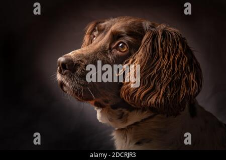 Springer Spaniel-Porträt Stockfoto
