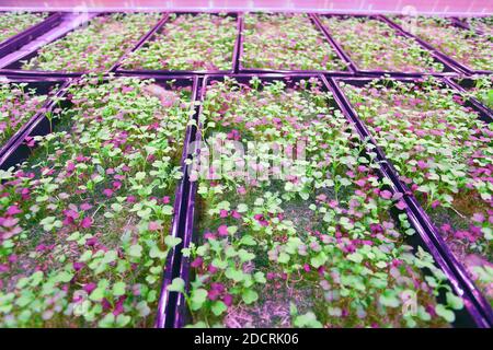 GROSSBRITANNIEN /London / Urban Farms /organisch keimende Samen, die auf aquaponischer, vertikaler urbaner Farm wachsen. Stockfoto