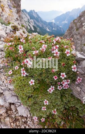Triglav-Rose (Potentilla nitida). Mala Mojstrovka, Julische Alpen, Slowenien, Europa. Stockfoto