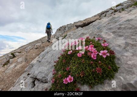 Triglav Rose (Potentilla nitida) mit Wanderer im Hintergrund. Mala Mojstrovka, Julische Alpen, Slowenien, Europa. Stockfoto