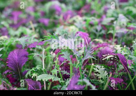GROSSBRITANNIEN /London / Urban Farms /Salat wächst auf aquaponischer, vertikaler urbaner Farm.Salat wächst in Bio-Farmen auf Stockfoto