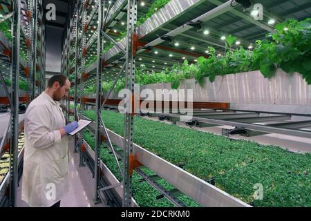 Männlicher Arbeiter der vertikalen Farm, der Notizen macht, während er zwischen den Regalen steht und Salat in aquaponischer, vertikaler urbaner Farm wächst. Stockfoto