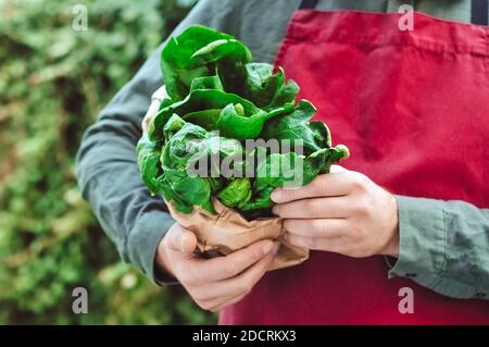 Spinat in männlichen Händen. Mann in Schürze hält Bündel von frischem rohen grünen Spinat in Basteltasche. Lieferung von frischen landwirtschaftlichen Produkten, Gemüse. Spinaternte Stockfoto