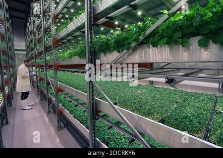 Männlicher Arbeiter der vertikalen Farm, der Notizen macht, während er zwischen den Regalen steht und Salat in aquaponischer, vertikaler urbaner Farm wächst. Stockfoto