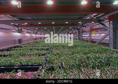 GROSSBRITANNIEN /London / Urban Farm wächst Erbsensprossen unter LED-Beleuchtung. Stockfoto