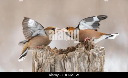 Weißfink Coccothraustes coccothraustes. Zwei Vögel kämpfen auf einem Futterhäuschen im Wald. Stockfoto