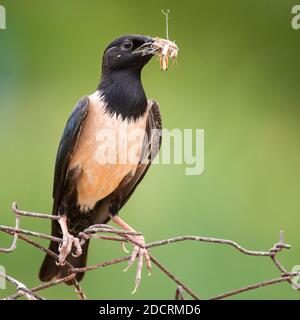 Rosy Starling (Sturnus roseus) sitzt auf einem Draht mit einem Heuschrecken im Schnabel, auf einem grünen Hintergrund. Stockfoto