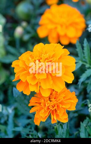 Tagetes Patula 'Safari Tangerine' (Safari-Serie). Französische Ringelblume 'Safari Tangerine' Stockfoto