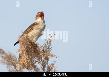 Großer Schilfrohrsänger. Singvogel im Lebensraum. Acrocephalus arundinaceus. Stockfoto