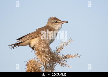 Großer Schilfrohrsänger. Vogel im Lebensraum. Acrocephalus arundinaceus. Stockfoto