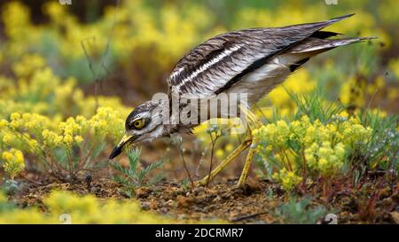 Eurasische Steinkruste, Burhinus oedicnemus, in natürlichem Lebensraum. Stockfoto