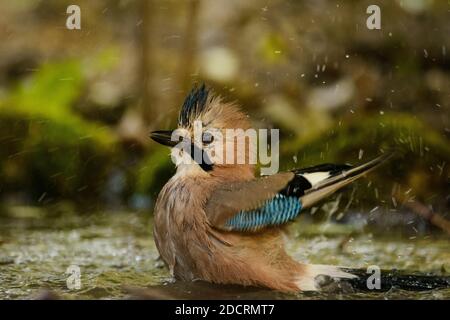 Europäischer eichelhäher (Garrulus glandarius) beim Baden. Stockfoto