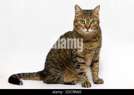 Liebenswert Katze auf weißem Hintergrund. Stockfoto