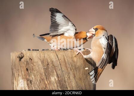 Weißfink Coccothraustes coccothraustes. Zwei Vögel kämpfen auf einem Futterhäuschen im Wald. Stockfoto