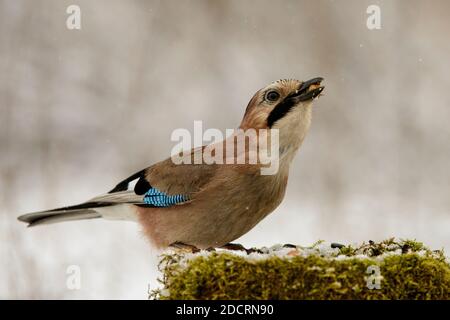 Eurasian jay (Garrulus glandarius) sitzt auf einem schneebedeckten Vogelfutterhäuschen, mit einer Nuss im Schnabel. Stockfoto