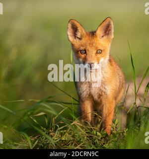 Junger roter Fuchs im Gras auf einem schönen Sonnenlicht. Stockfoto