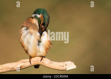 Gewöhnlicher Eisvogel (Alcedo atthis), der sitzt und seine Federn aufreibt. Stockfoto