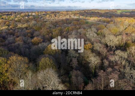 Drohnen Luftaufnahmen Hampshire Forest, zeigt die Höhe der Aufforstung Stockfoto