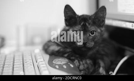 Nette schwarze Katze liegt auf der Tastatur und starrt in die Kamera. Stockfoto