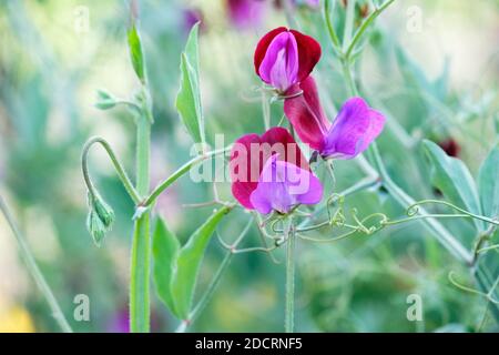 Bi-color magenta- und lilafarbenen Sweet Pea, Lathyrus Odoratus 'Matucana', Sweet Pea 'Matucana', Stockfoto