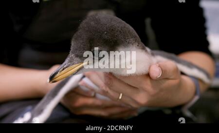 Sydney. November 2020. Ein Pinguin-Küken wird von einem Tierpfleger im Sea Life Aquarium in Sydney, Australien, am 18. November 2020 gehalten. Das Aquarium kündigte am Sonntag die Geburt einer Brut von Gentoo-Pinguinen an, wobei die ältesten Mitte Oktober in die Welt kamen, während die jüngsten erst vor zwei Wochen schlüpften. Quelle: Xinhua/Alamy Live News Stockfoto