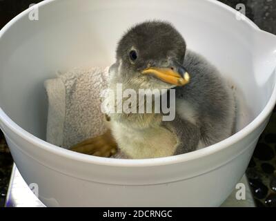 Sydney. November 2020. Ein Pinguin-Küken bereitet sich auf das Wiegen im Sydney Sea Life Aquarium in Sydney, Australien, 6. November 2020 vor. Das Aquarium kündigte am Sonntag die Geburt einer Brut von Gentoo-Pinguinen an, wobei die ältesten Mitte Oktober in die Welt kamen, während die jüngsten erst vor zwei Wochen schlüpften. Quelle: Xinhua/Alamy Live News Stockfoto