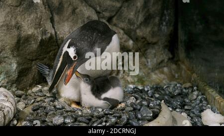 Sydney. November 2020. Ein Pinguin-Küken wird am 22. November 2020 im Sydney Sea Life Aquarium in Sydney, Australien, gesehen. Das Aquarium kündigte am Sonntag die Geburt einer Brut von Gentoo-Pinguinen an, wobei die ältesten Mitte Oktober in die Welt kamen, während die jüngsten erst vor zwei Wochen schlüpften. Quelle: Xinhua/Alamy Live News Stockfoto