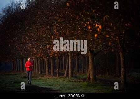 Ein Jogger am frühen Morgen läuft bei Sonnenaufgang im Epping Forest im Osten Londons an herbstlichen Bäumen vorbei. Stockfoto