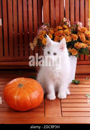 Weiße maine-Koons auf einem hölzernen Hintergrund Stockfoto