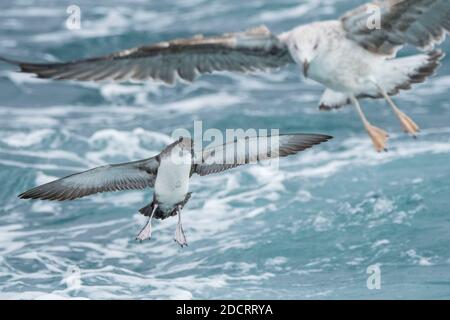 Ein balearesisches Scherer (Puffinus mauretanicus), der im Mittelmeer einfliegt und zum Fischen taucht Stockfoto