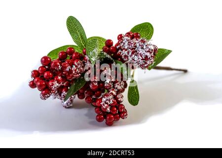 Weihnachtszweig mit Beeren unter Schnee Nahaufnahme Stockfoto