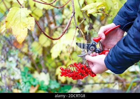 Die Hände eines jungen Mannes schneiden vor dem Hintergrund eines Herbstgartens mit einem Gartenschrauer Trauben von rot reifen Viburnum ab. Stockfoto