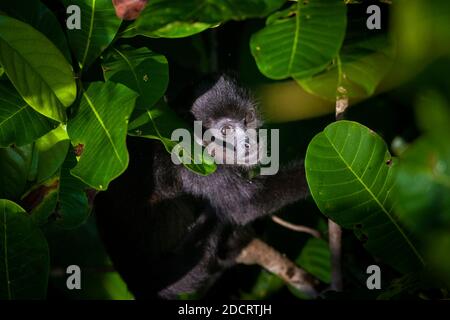 Die Tierwelt Panamas mit einem jungen Mantelbrüllaffen, Alouatta palliata, im Regenwald des Nationalparks Soberania, Republik Panama. Stockfoto