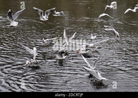 Lachende Möwen schwimmen auf oder fliegen über einem See Stockfoto