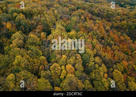 Luftaufnahme des Waldes im Herbst Stockfoto