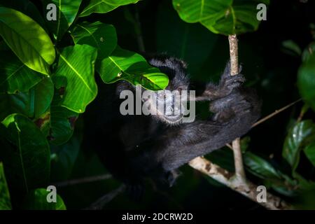 Die Tierwelt Panamas mit einem jungen Mantelbrüllaffen, Alouatta palliata, im Regenwald des Nationalparks Soberania, Republik Panama. Stockfoto