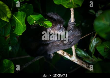 Die Tierwelt Panamas mit einem jungen Mantelbrüllaffen, Alouatta palliata, im Regenwald des Nationalparks Soberania, Republik Panama. Stockfoto