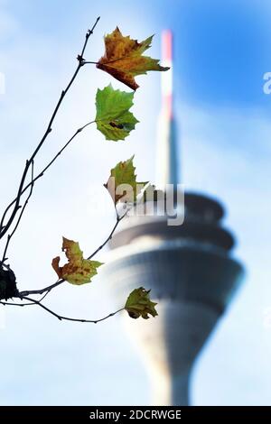 Düsseldorf, Deutschland. November 2020. Nur noch wenige Blätter sind an den Ästen einer Platane am Rheinufer vor der Kulisse des Rheinturms zu sehen. Quelle: Federico Gambarini/dpa/Alamy Live News Stockfoto