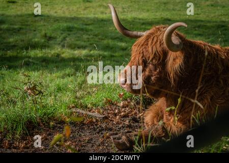 Highland Bull im Liegen auf einem Feld in Schottland Stockfoto