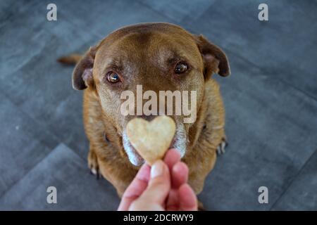 Hund bekommt ein Cookie. Erwachsene gemischte Labrador Hund essen Cookie. Grauer Hintergrund. Nahaufnahme Porträt von niedlichen braunen Hund. Menschliche Hand mit herzförmiges Cookie Stockfoto