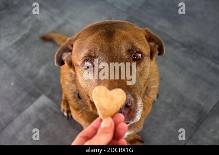 Hund bekommt ein Cookie. Erwachsene gemischte Labrador Hund essen Cookie. Grauer Hintergrund. Nahaufnahme Porträt von niedlichen braunen Hund. Menschliche Hand mit herzförmiges Cookie Stockfoto