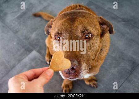 Hund bekommt ein Cookie. Erwachsene gemischte Labrador Hund essen Cookie. Grauer Hintergrund. Nahaufnahme Porträt von niedlichen braunen Hund. Menschliche Hand mit herzförmiges Cookie Stockfoto